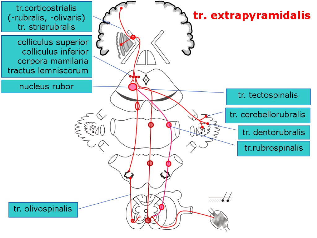 tr.corticostrialis (-rubralis, -olivaris) tr. striarubralis tr.rubrospinalis colliculus superior colliculus inferior corpora mamilaria tractus lemniscorum